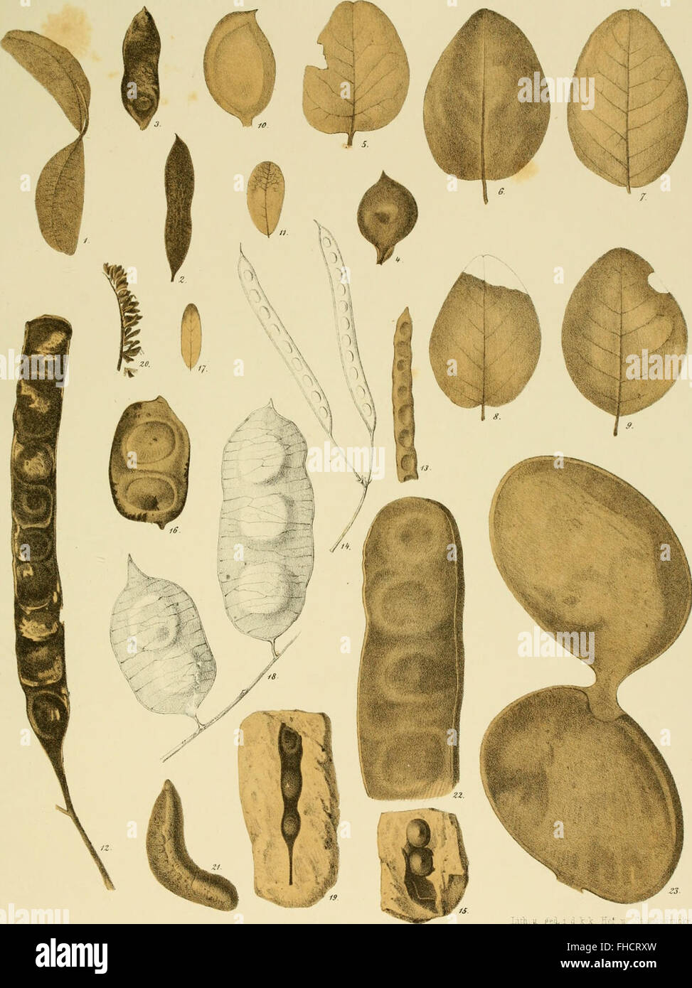Mémoires de l'Académie impériale des sciences - cours de mathématiques et de sciences naturelles (1864) Banque D'Images