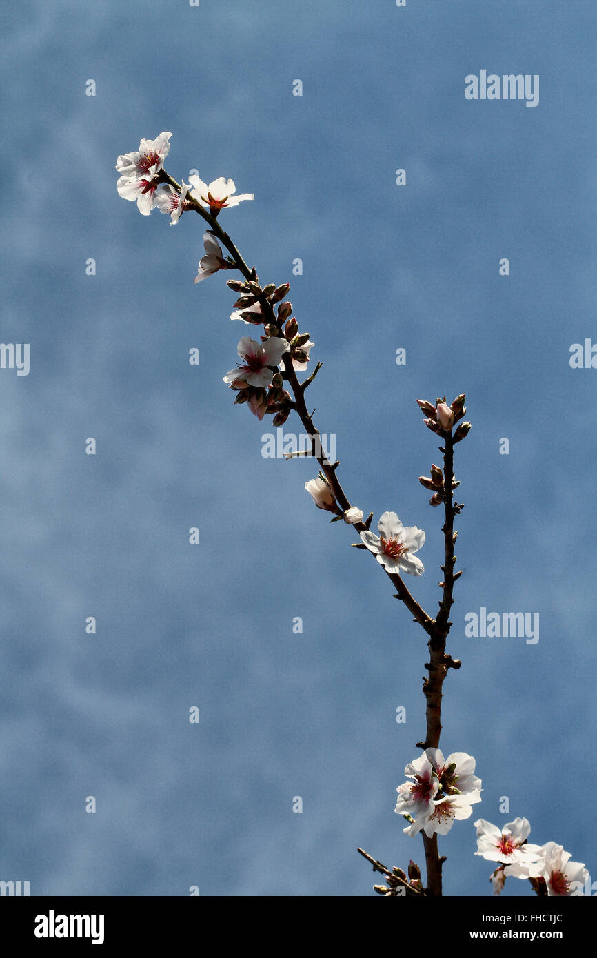 Fleurs d'amandier, en février. Banque D'Images