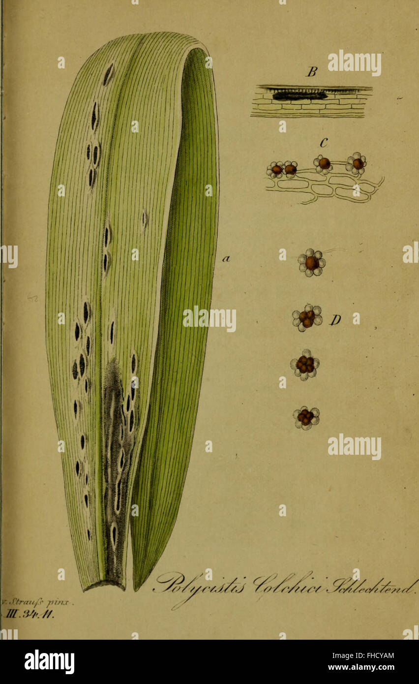 'Deutschlands Flora in Abbildungen nach der Natur' (1841) présente des illustrations détaillées de la flore allemande, offrant un aperçu des espèces végétales originaires d'Allemagne, conservées dans des archives botaniques historiques. Banque D'Images