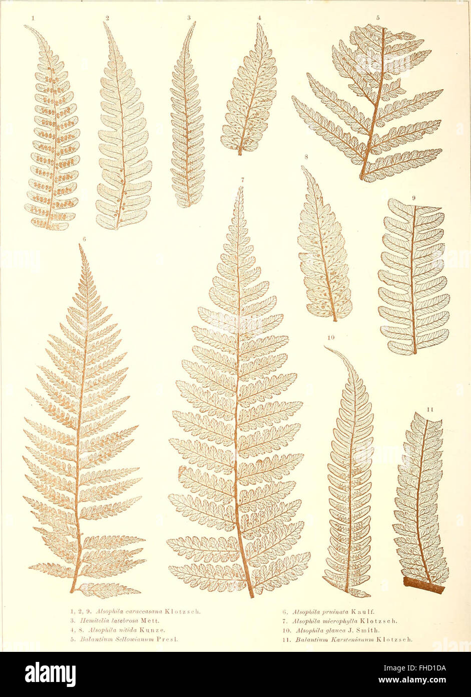 Une étude de 1865 sur les restes fossilisés d'anciennes espèces de fougères trouvées dans la croûte terrestre, en utilisant l'analyse de surface-squelette pour étudier les plantes préhistoriques. Banque D'Images