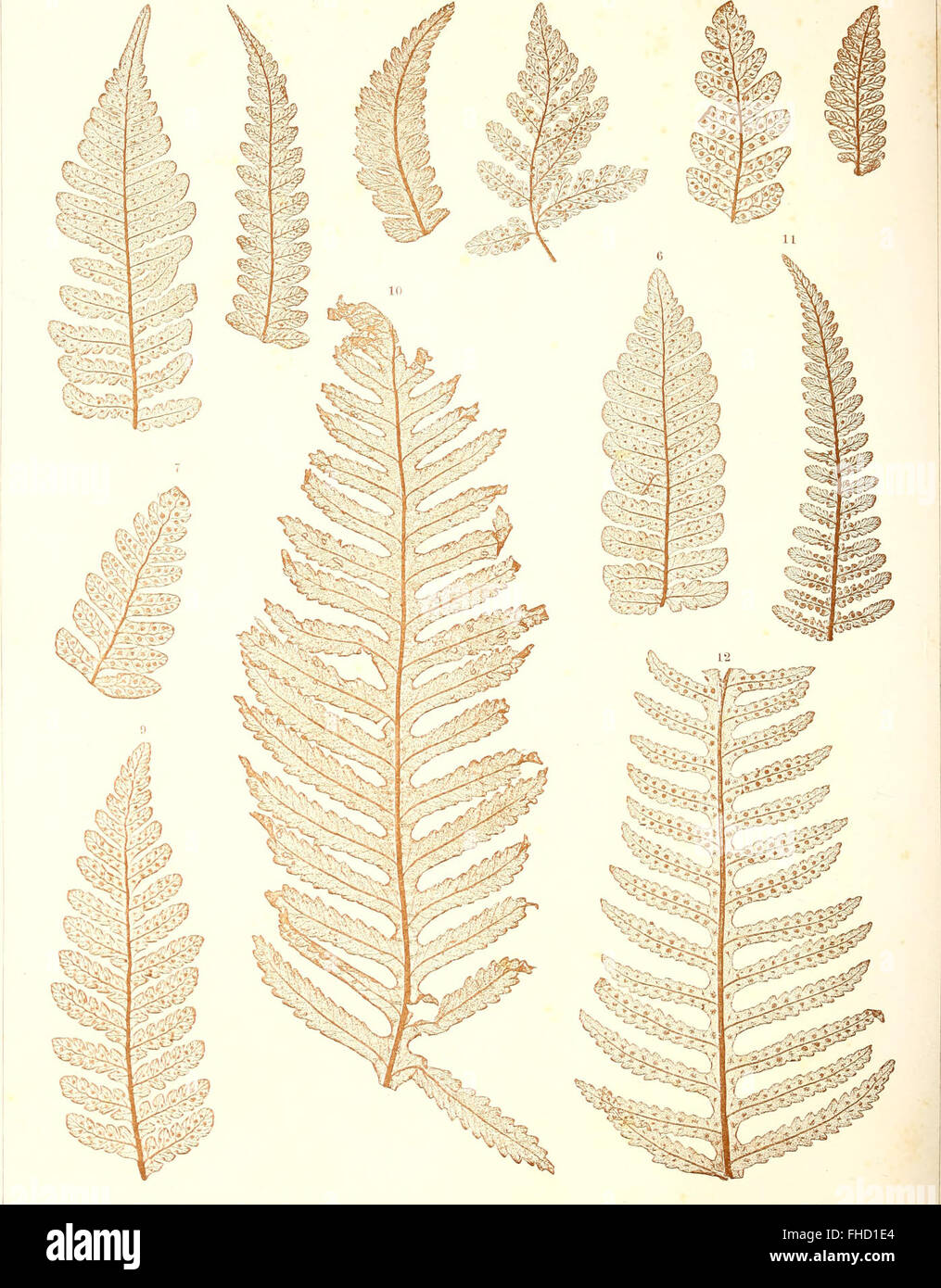 Une étude de 1865 sur les restes fossilisés d'anciennes espèces de fougères trouvées dans la croûte terrestre, en utilisant l'analyse de surface-squelette pour étudier les plantes préhistoriques. Banque D'Images