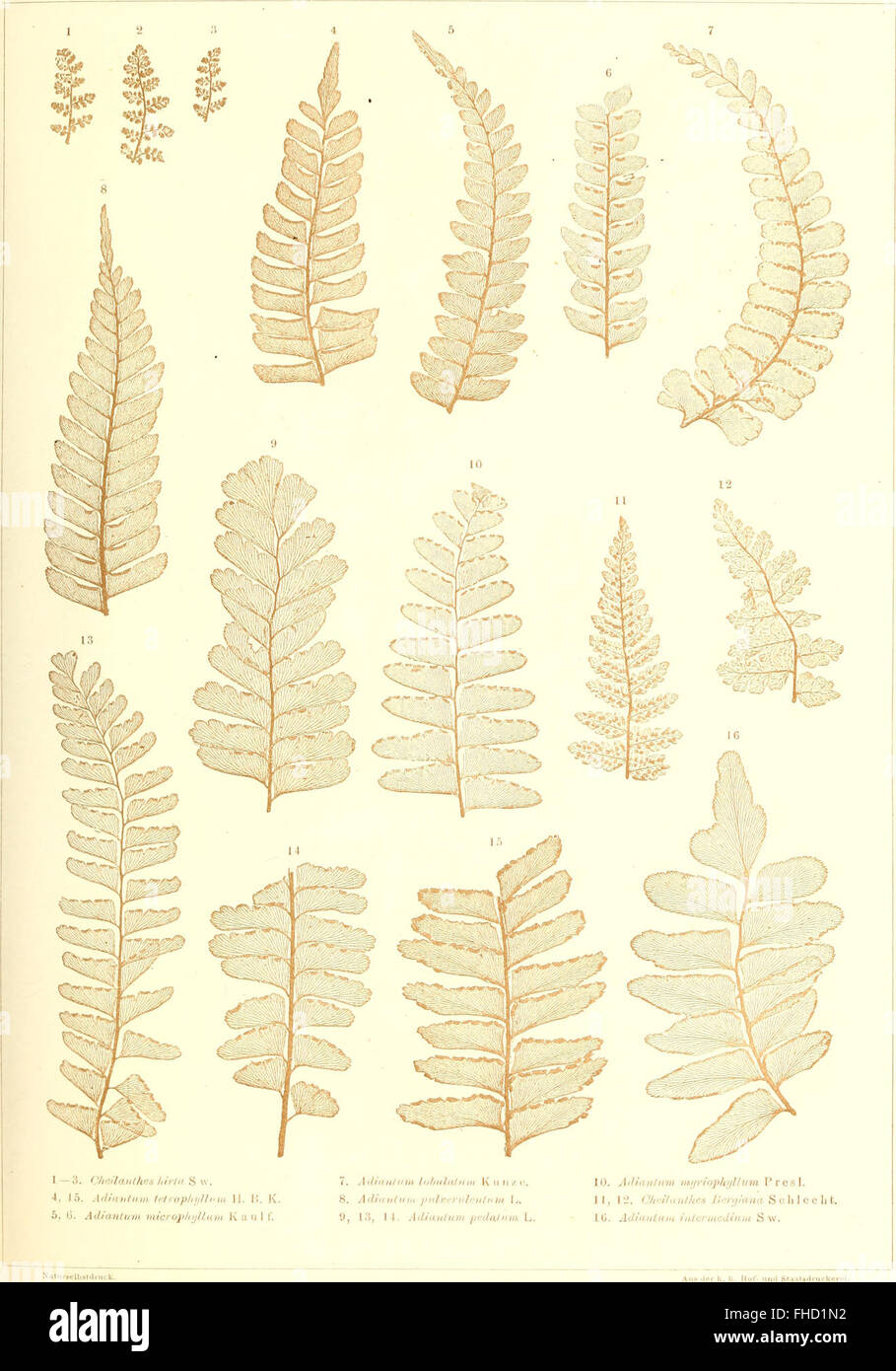 Une étude de 1865 sur les restes fossilisés d'anciennes espèces de fougères trouvées dans la croûte terrestre, en utilisant l'analyse de surface-squelette pour étudier les plantes préhistoriques. Banque D'Images