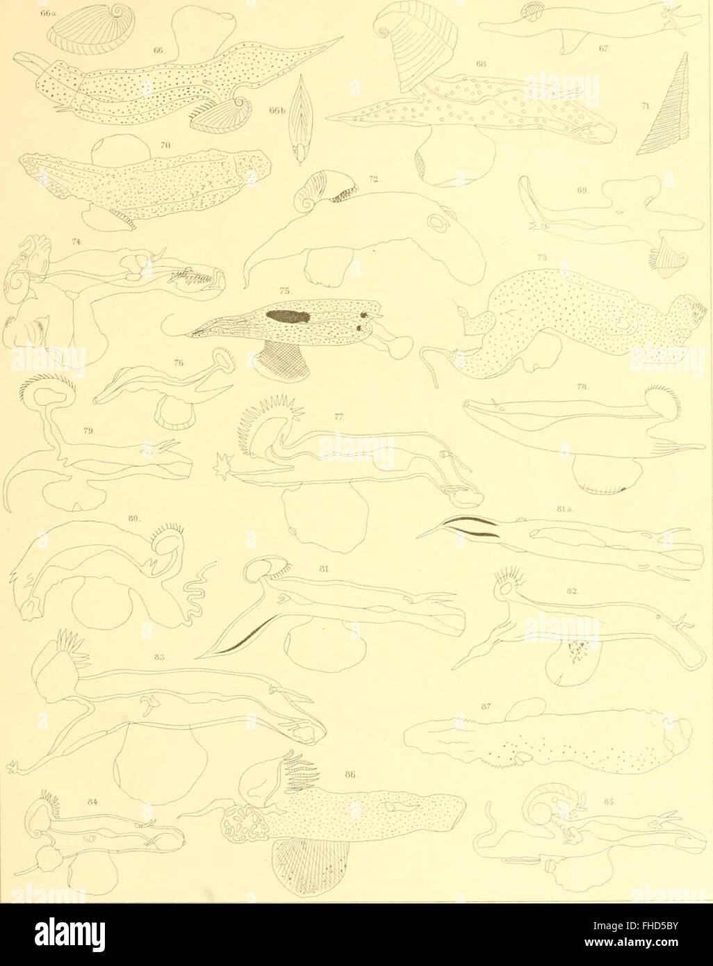 Die heteropoden der Siboga-Expedition (1906), Un texte allemand documentant les espèces hétéropodes découvertes lors de l'expédition Siboga en 1906, en se concentrant sur la vie marine et l'exploration scientifique du début du XXe siècle. Banque D'Images