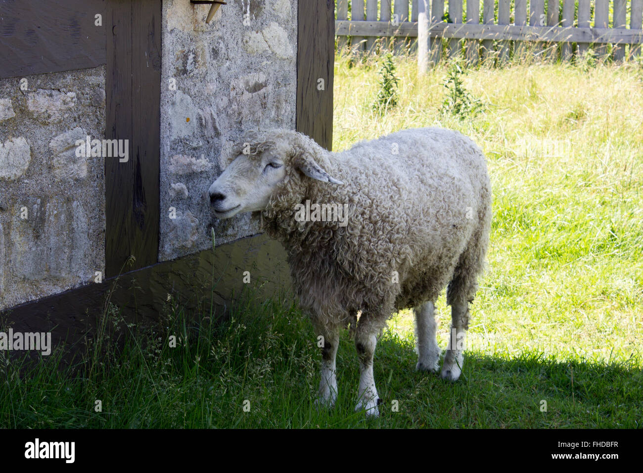 Forteresse de Louisbourg moutons Banque D'Images