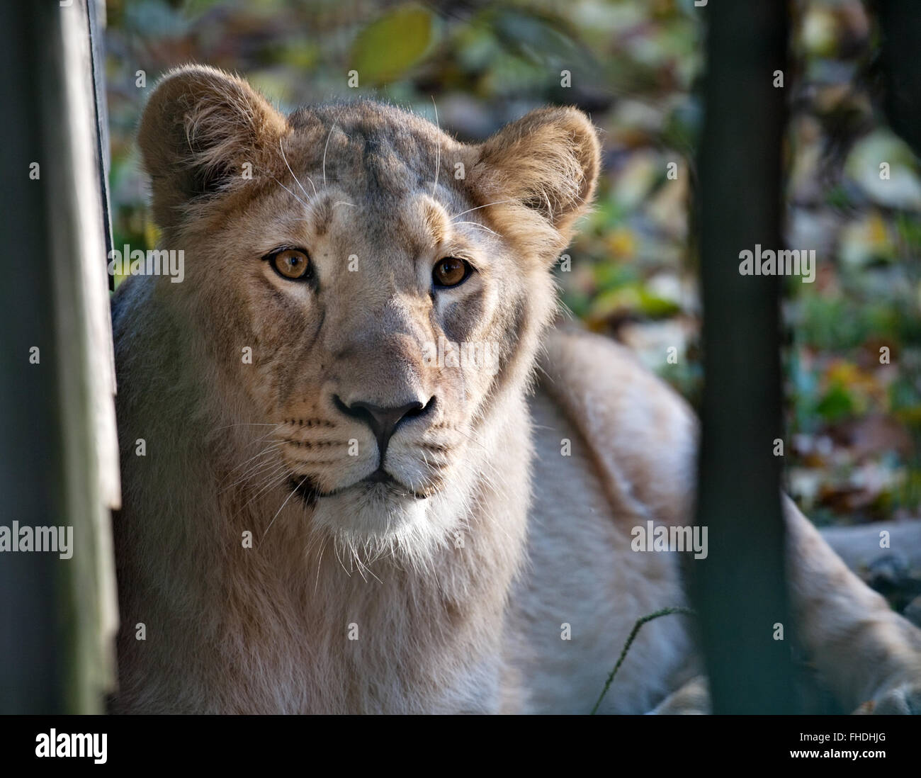 lionne Banque D'Images