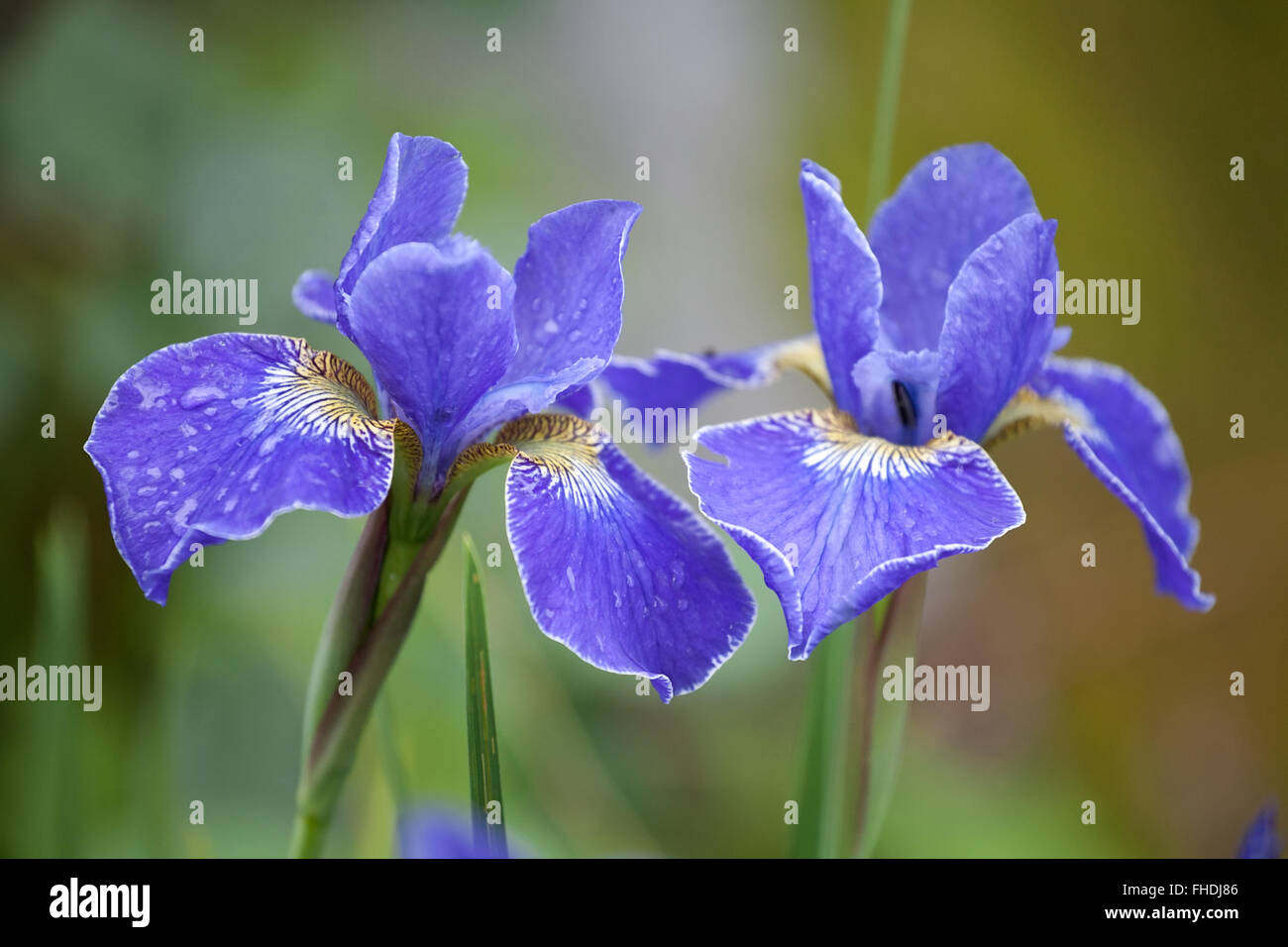 Deux iris bleu avec de l'eau Gros plan fleurs gouttes sur les pétales Banque D'Images