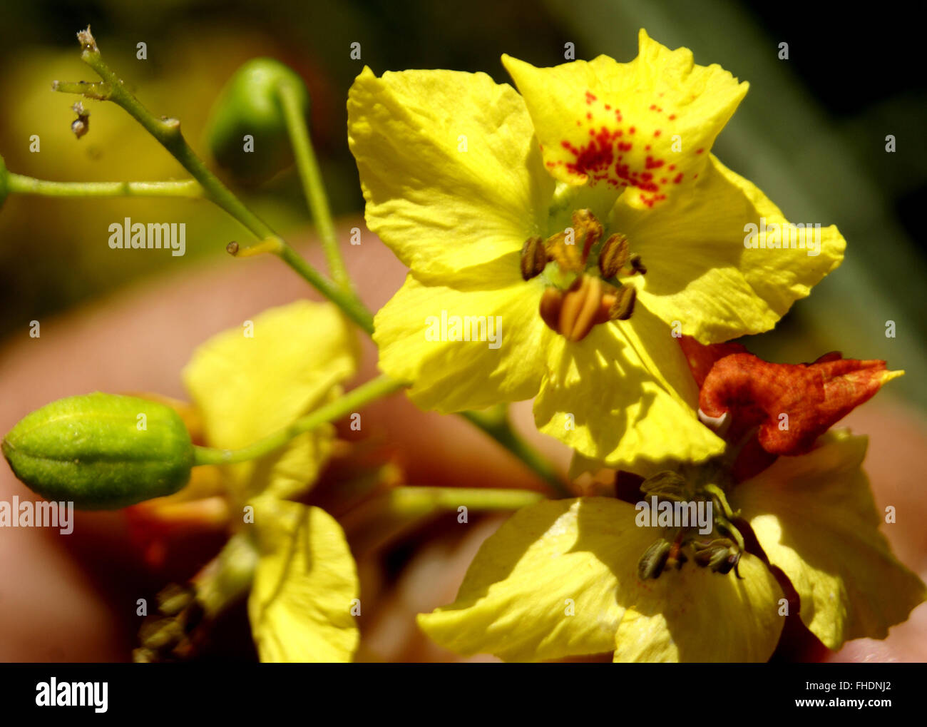 Parkinsonia aculeata, palo verde, l'arbuste ou petit arbre à feuilles, fleurs jaunes, rachis aplati, phyllodes Banque D'Images
