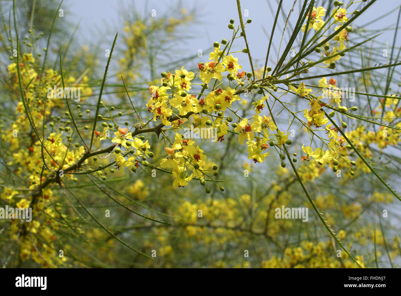 Parkinsonia aculeata, palo verde, l'arbuste ou petit arbre à feuilles, fleurs jaunes, rachis aplati, phyllodes Banque D'Images