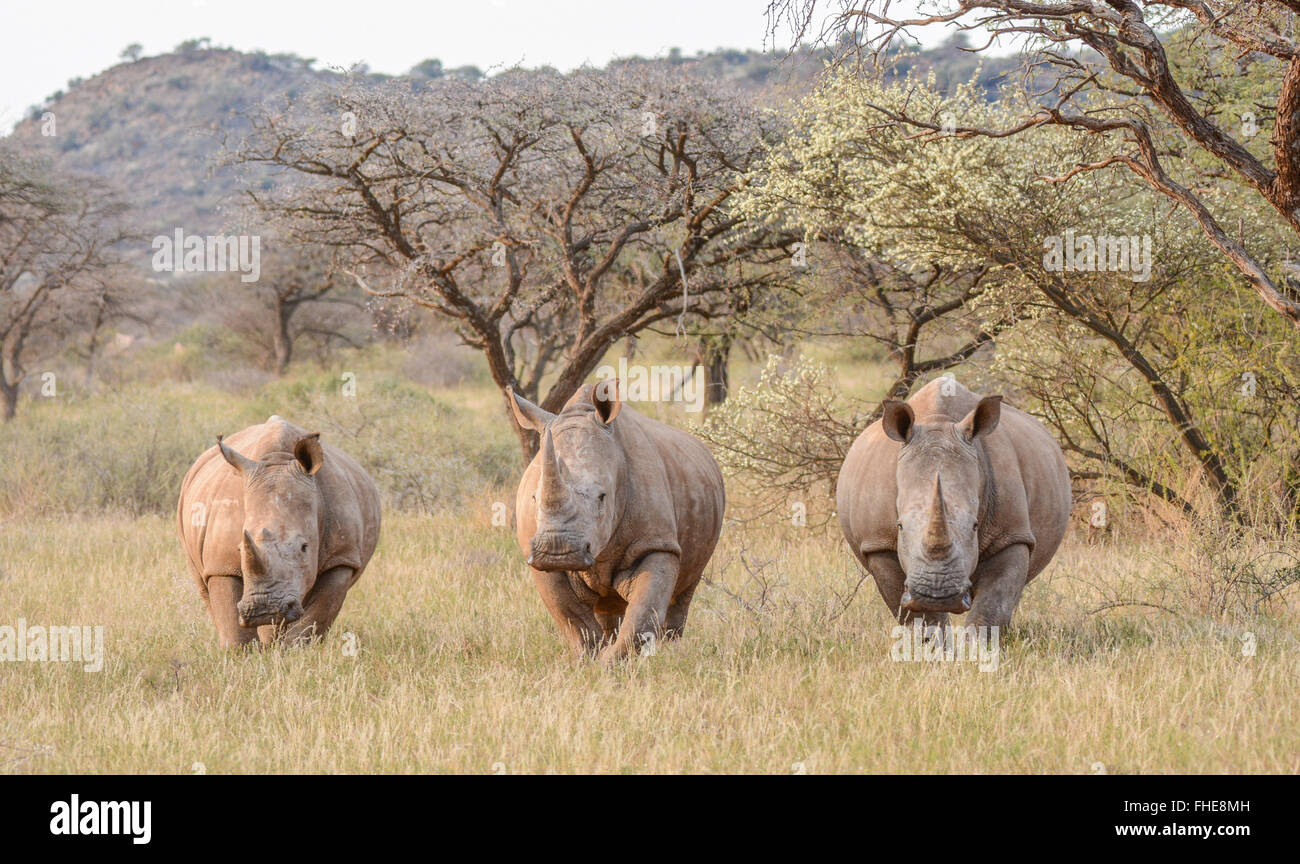 Trois rhinocéros blancs debout dans la savane au nord du Cap, Afrique du Sud Banque D'Images