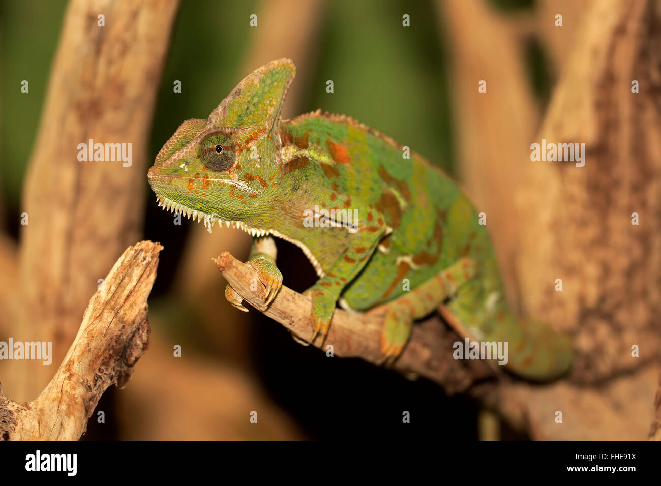 Chameleon voilée, mâle adulte, Péninsule Arabe / (Chamaeleo calyptratus) Banque D'Images