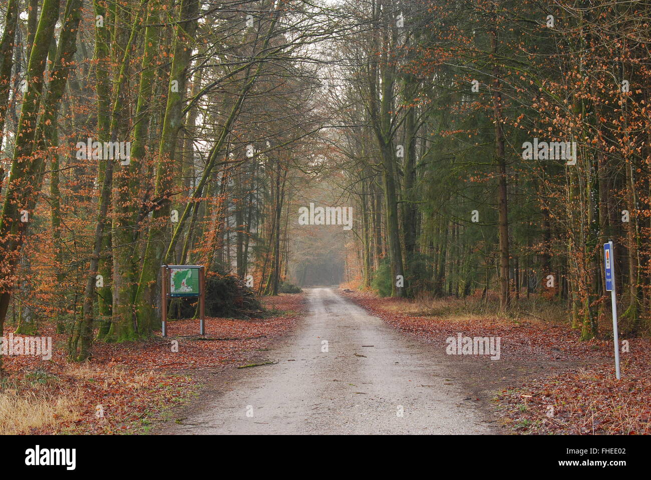 Route de l'enregistreur dans la forêt Banque D'Images