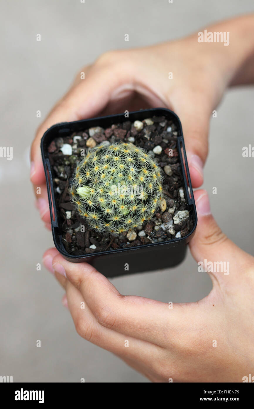 Mammillaria schiedeana ssp. giselae Banque D'Images