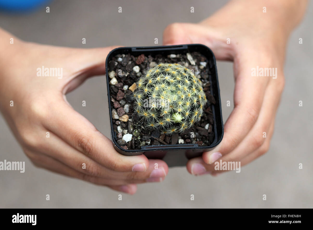 Mammillaria schiedeana ssp. giselae Banque D'Images