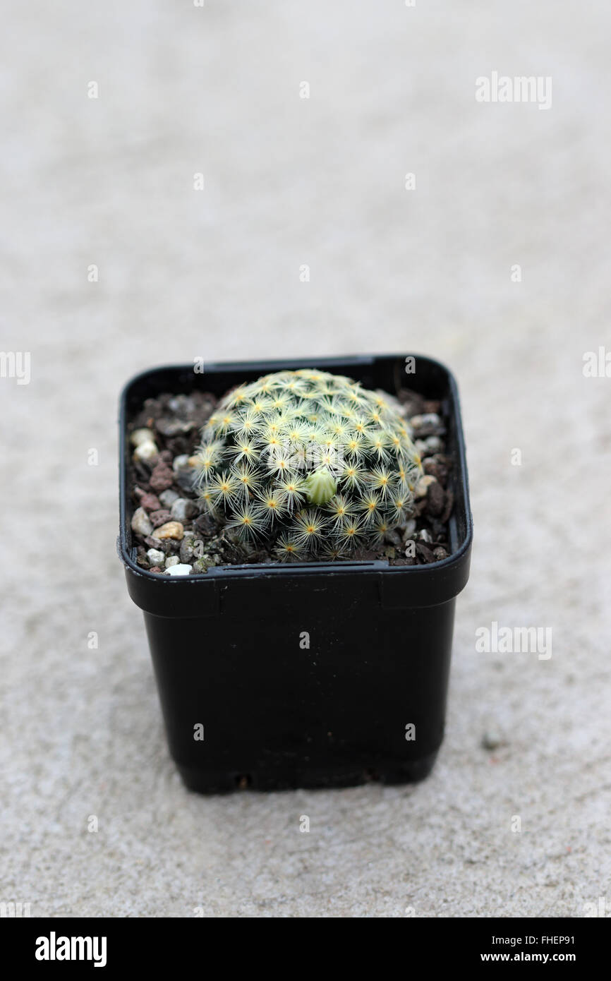 Mammillaria schiedeana ssp. giselae Banque D'Images