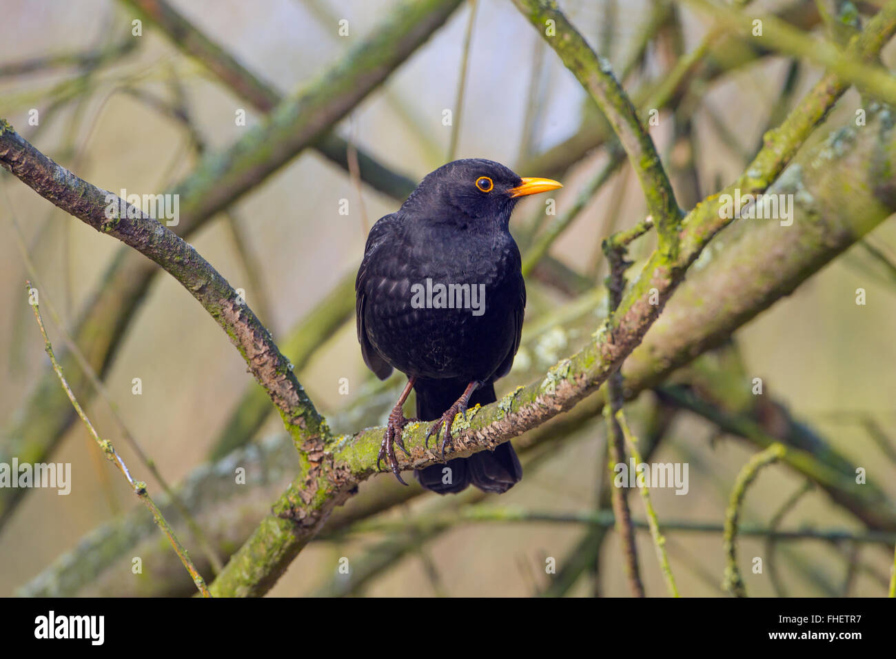 Turdus merula Blackbird homme perché dans auburn Banque D'Images