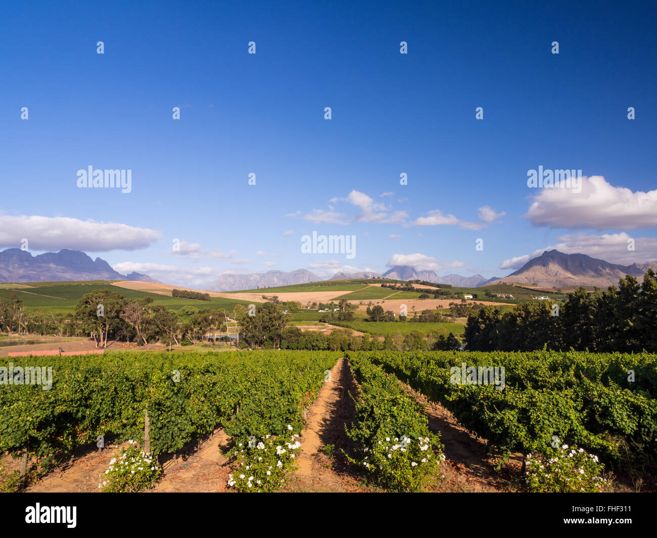 Vignoble de Stellenbosch, Western Cape, Afrique du Sud. Banque D'Images