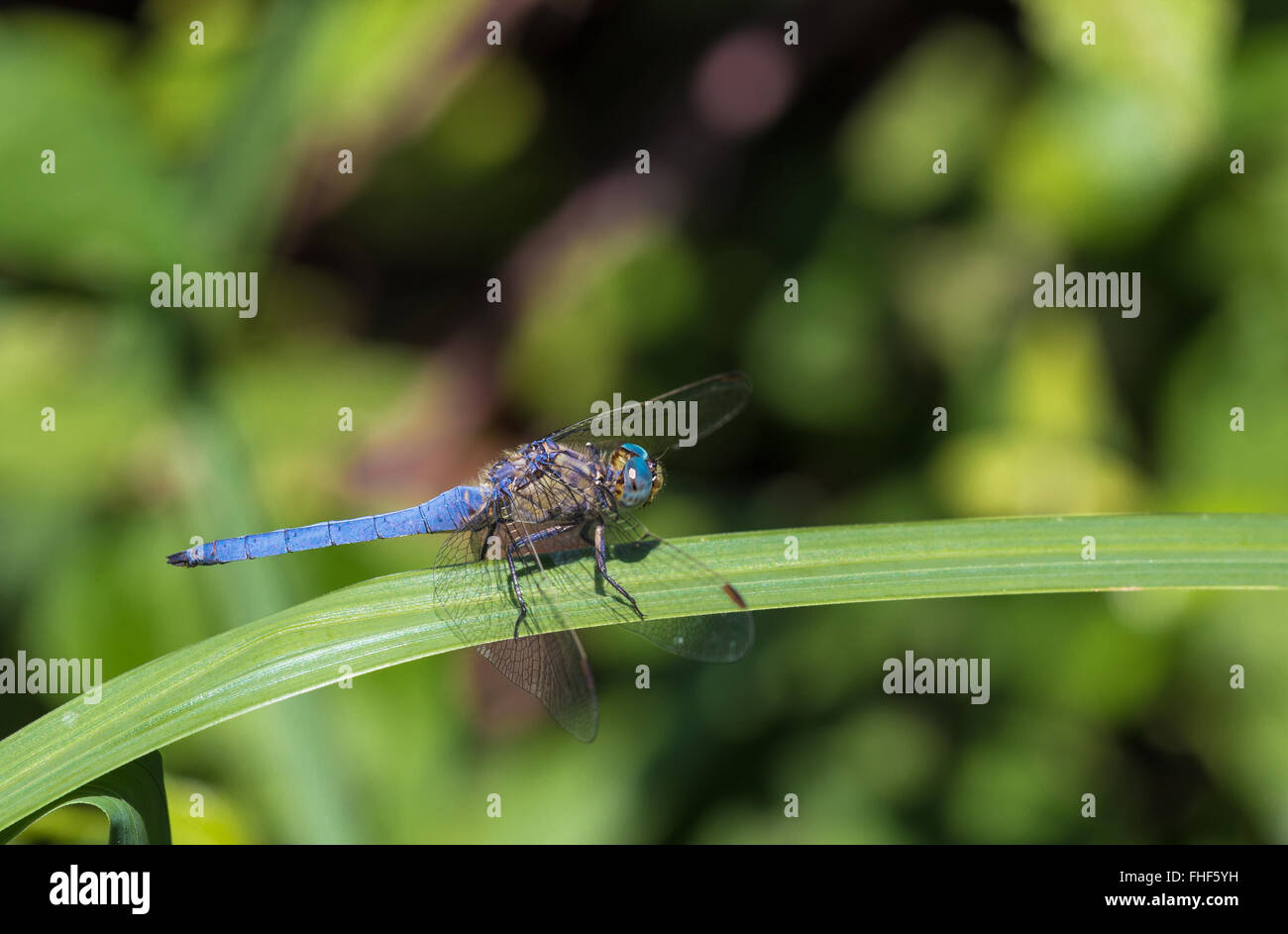 Dasher bleu/bleu une libellule, Dasher Pachydiplax longipennis, est assis sur une feuille, le séchage des ailes. Banque D'Images