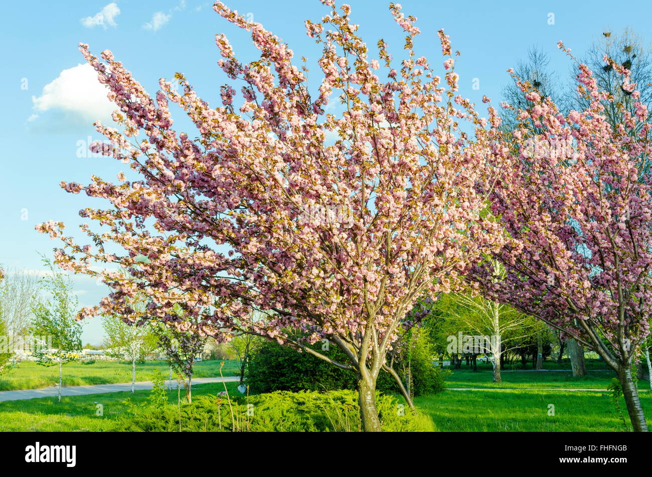 Arbres en fleurs rose cerise. Le printemps ! Banque D'Images