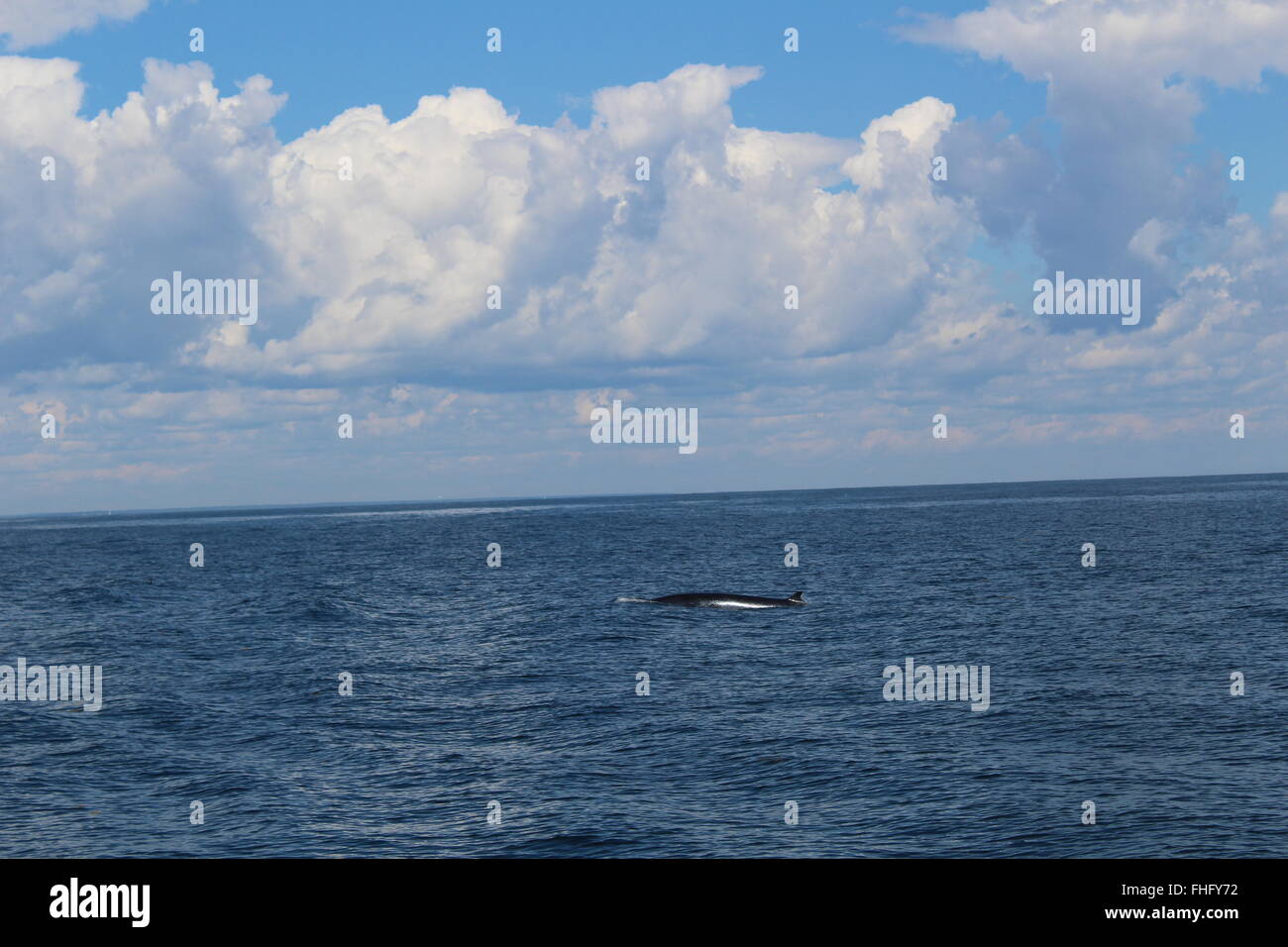 Minkey whale breaching la surface au large de la côte de Kennebunkport Banque D'Images