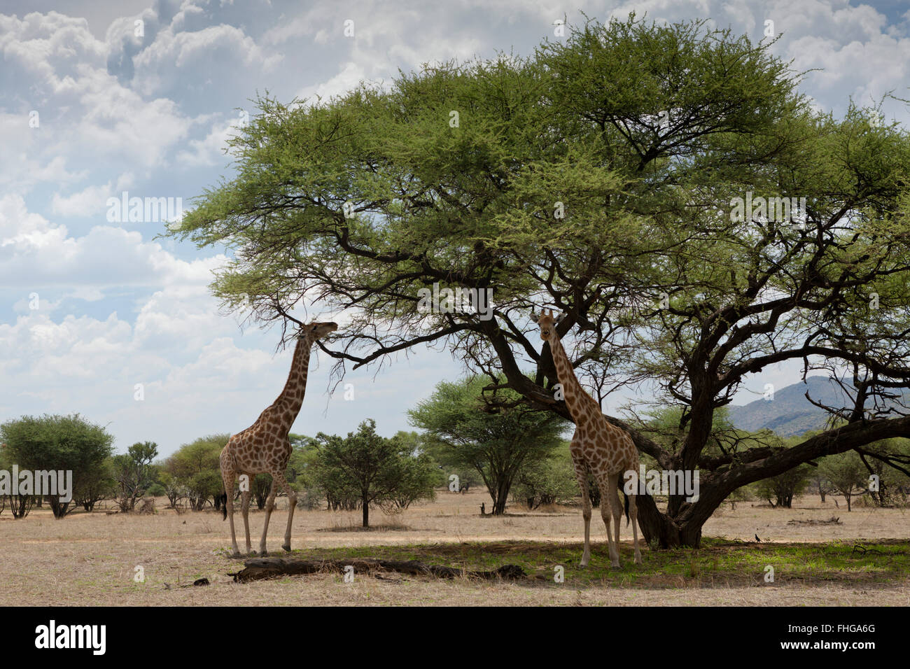Paire de girafes Giraffa camelopardalis, Angolais, angoloensis La Namibie Banque D'Images