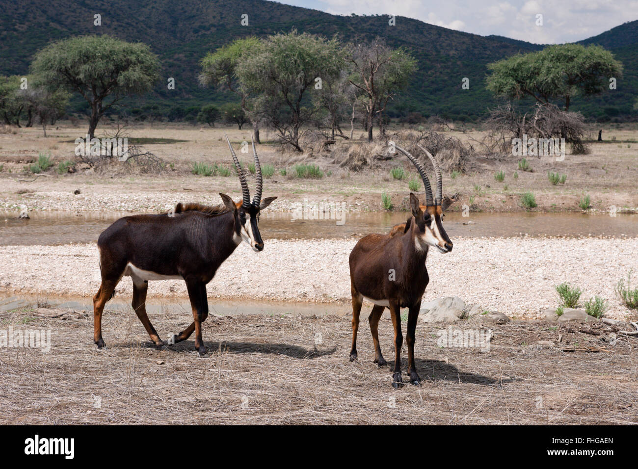 Paire d'antilopes, de sable Hippotragus niger, la Namibie Banque D'Images