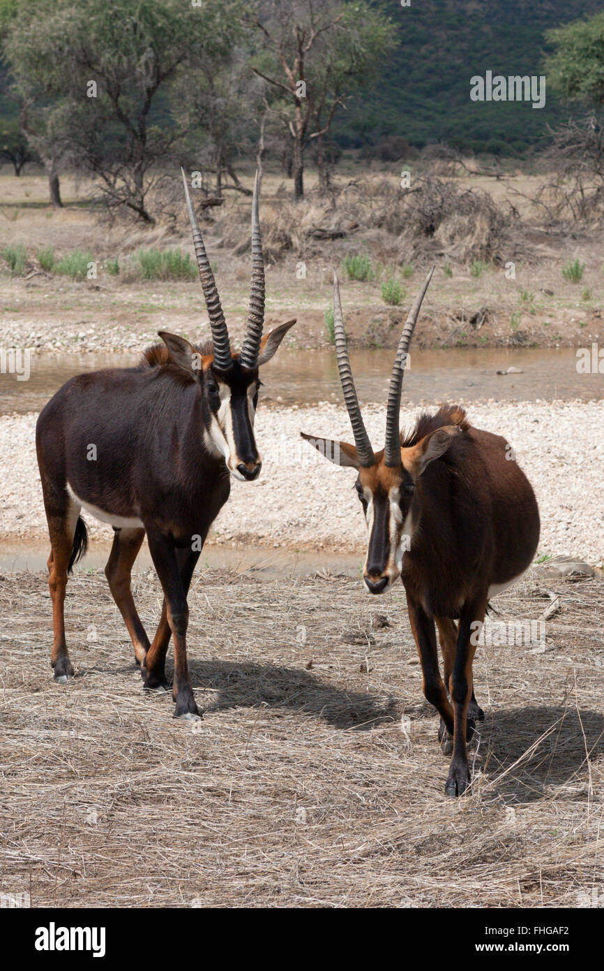 Paire d'antilopes, de sable Hippotragus niger, la Namibie Banque D'Images