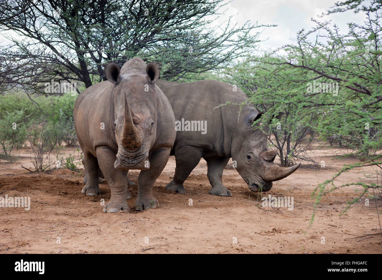 Paire de Rinoceros Blanc, Ceratotherium simum, Namibie Banque D'Images