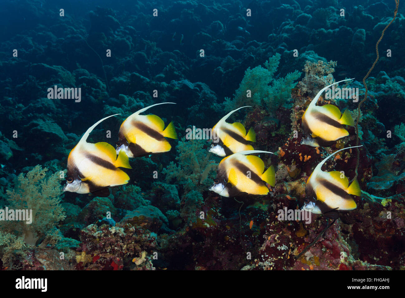 Banc de Red Sea Bannerfish, Heniochus intermedius, Mer Rouge, Hurghada, Egypte Banque D'Images