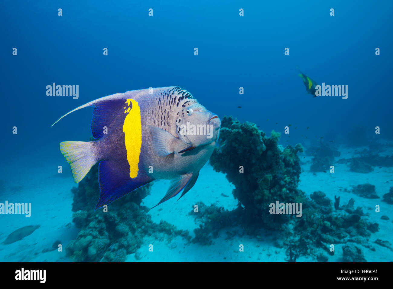 Angelfish Pomacanthus maculosus, Yellowbar, Mer Rouge, Hurghada, Egypte Banque D'Images