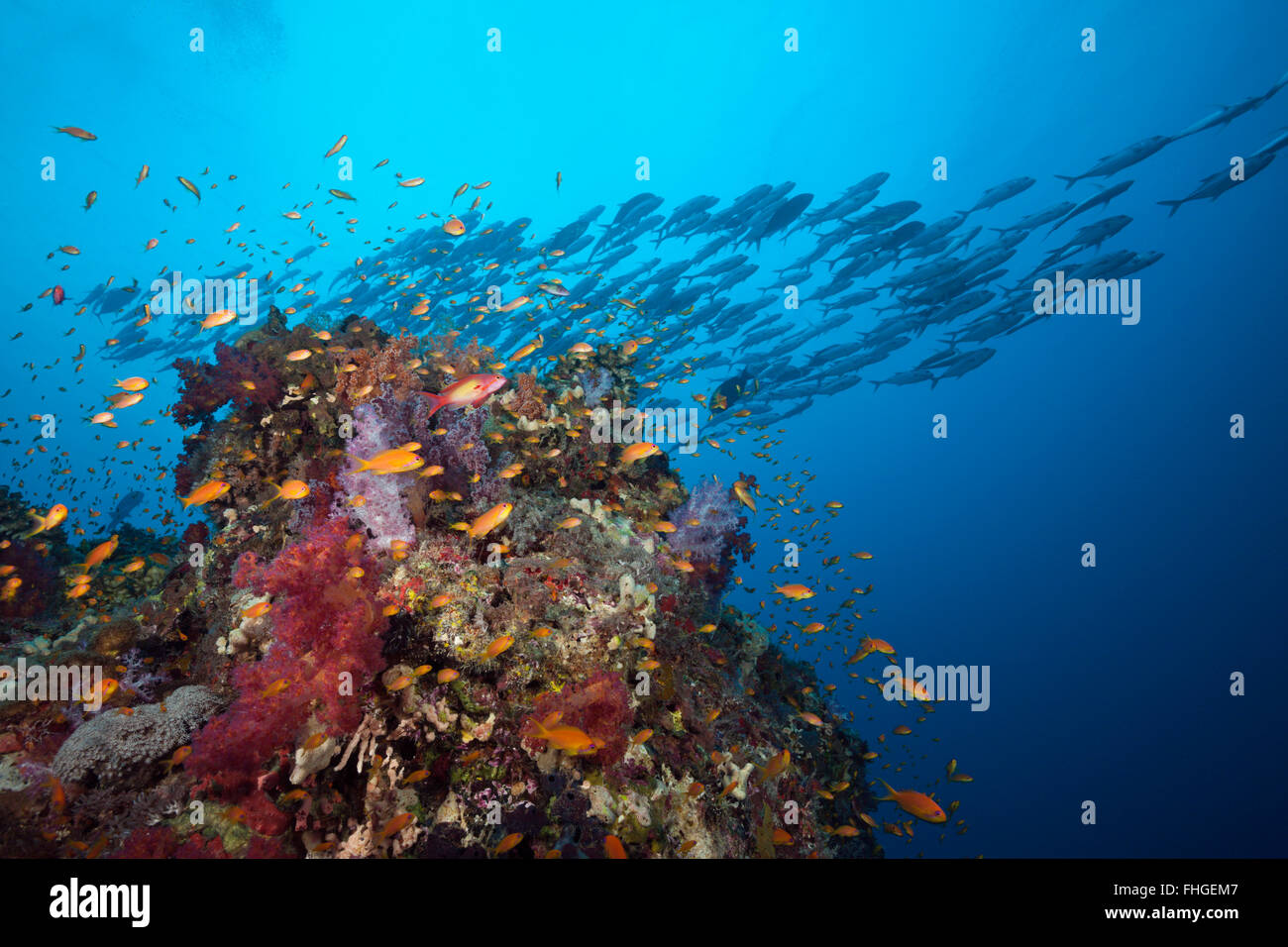 Lyretail Anthias sur Coral Reef, Pseudanthias squamipinnis, Sanganeb, Mer Rouge, au Soudan Banque D'Images