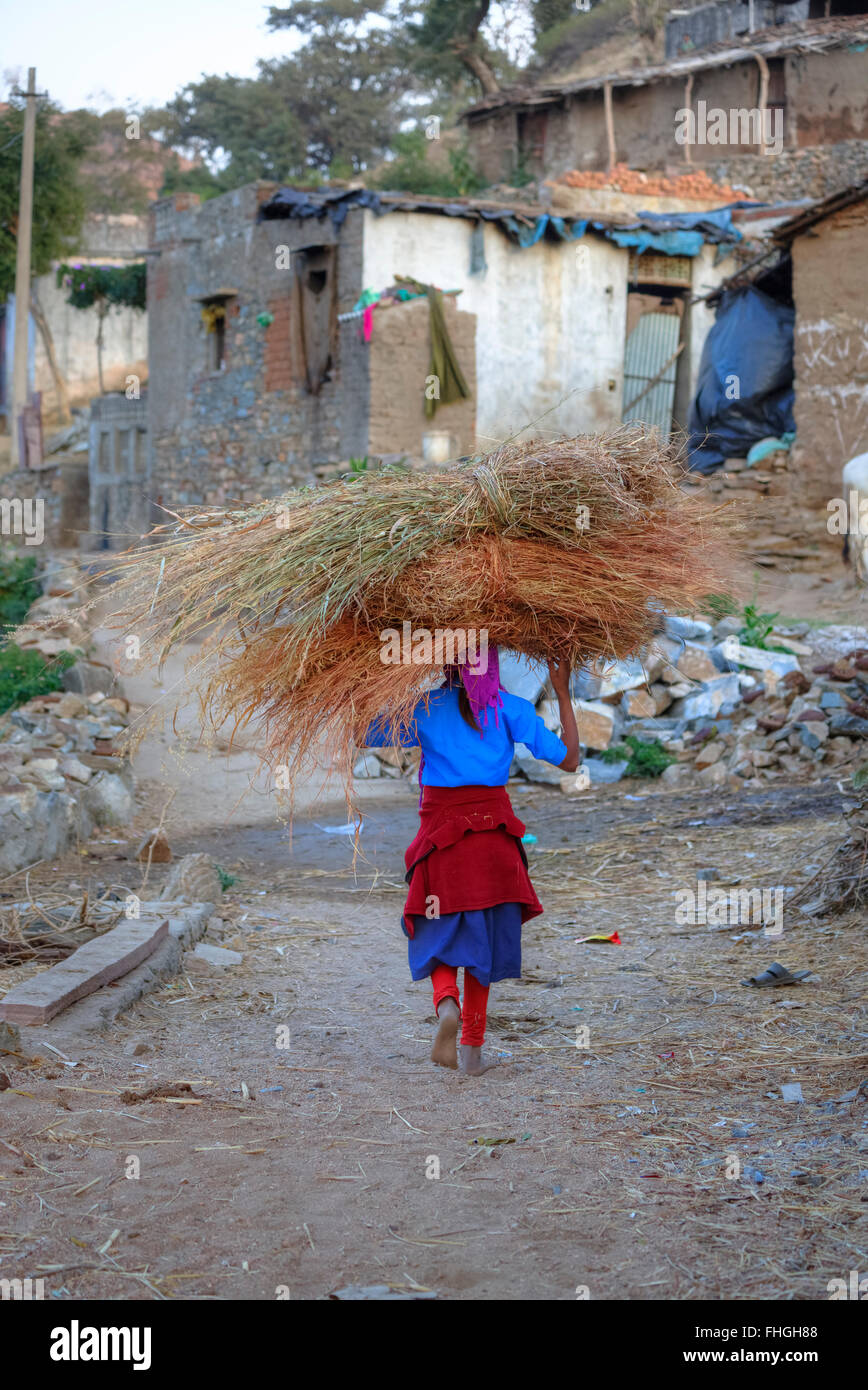 Femme transportant du foin sur la tête dans un village rural au Rajasthan, Inde Banque D'Images