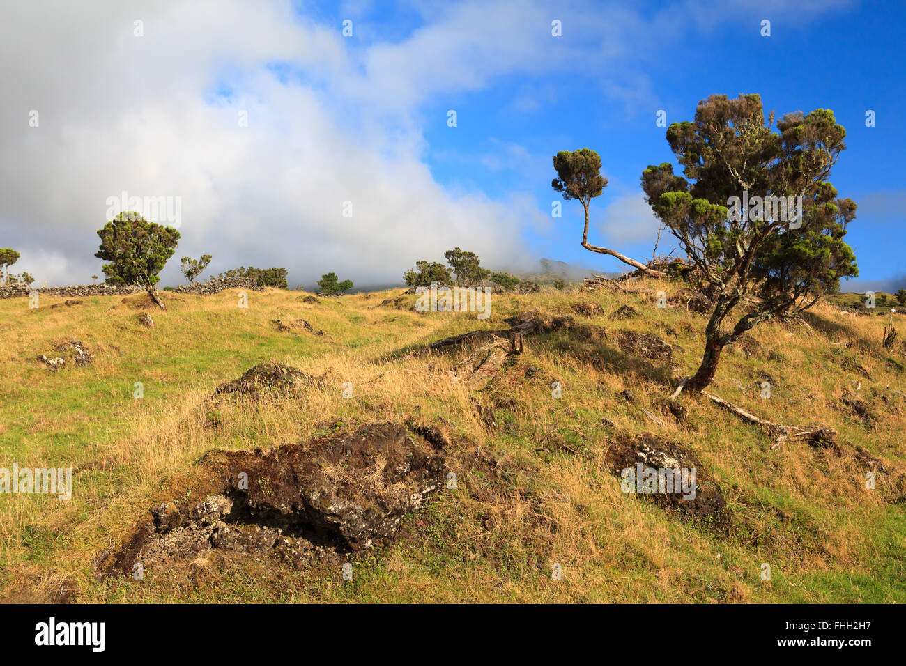 Paysage d'arbres et champ rocailleux en Açores, Portugal Banque D'Images