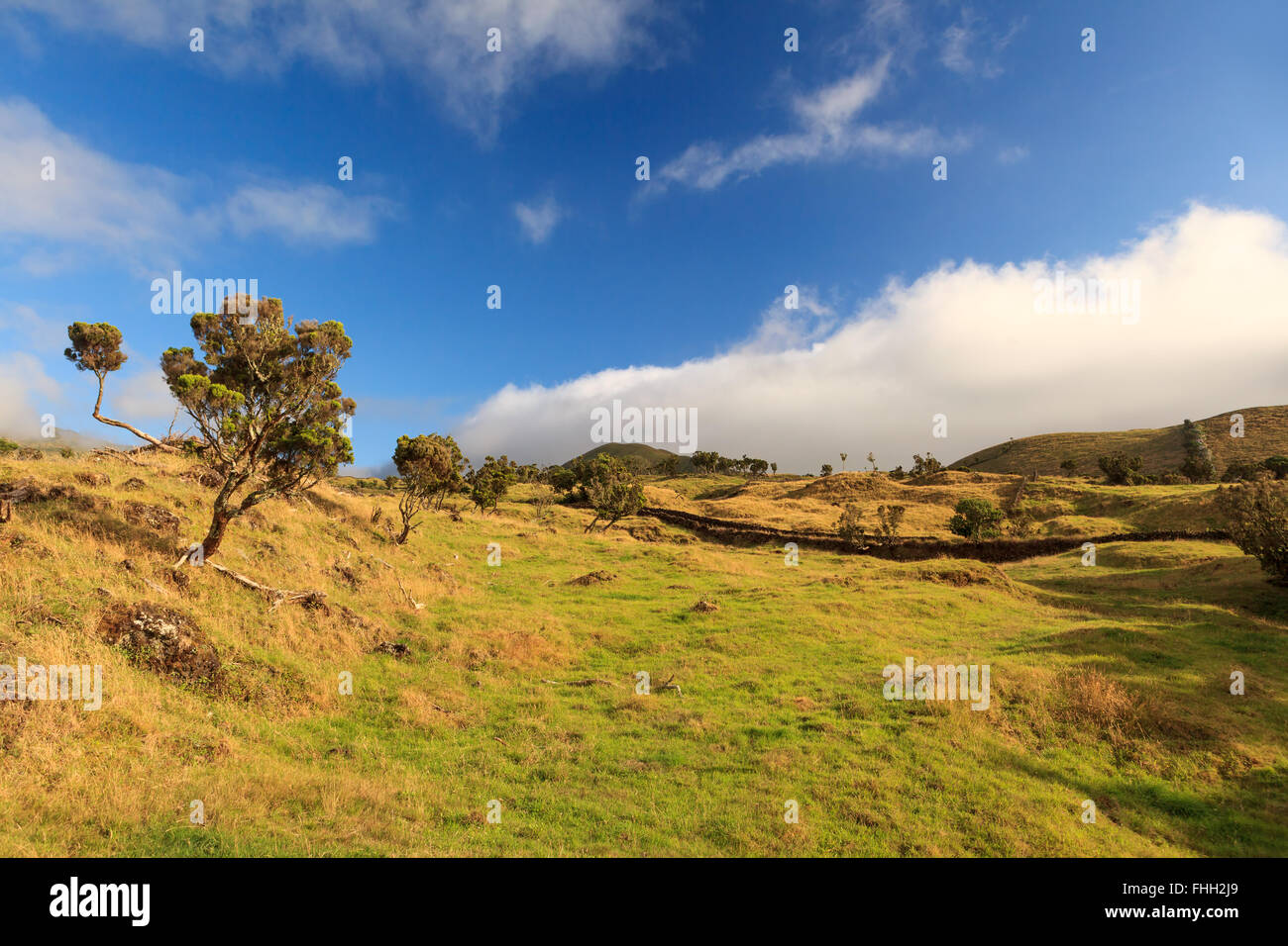 Açores - paysage de l'herbe, arbres et nuages dans le ciel bleu Banque D'Images