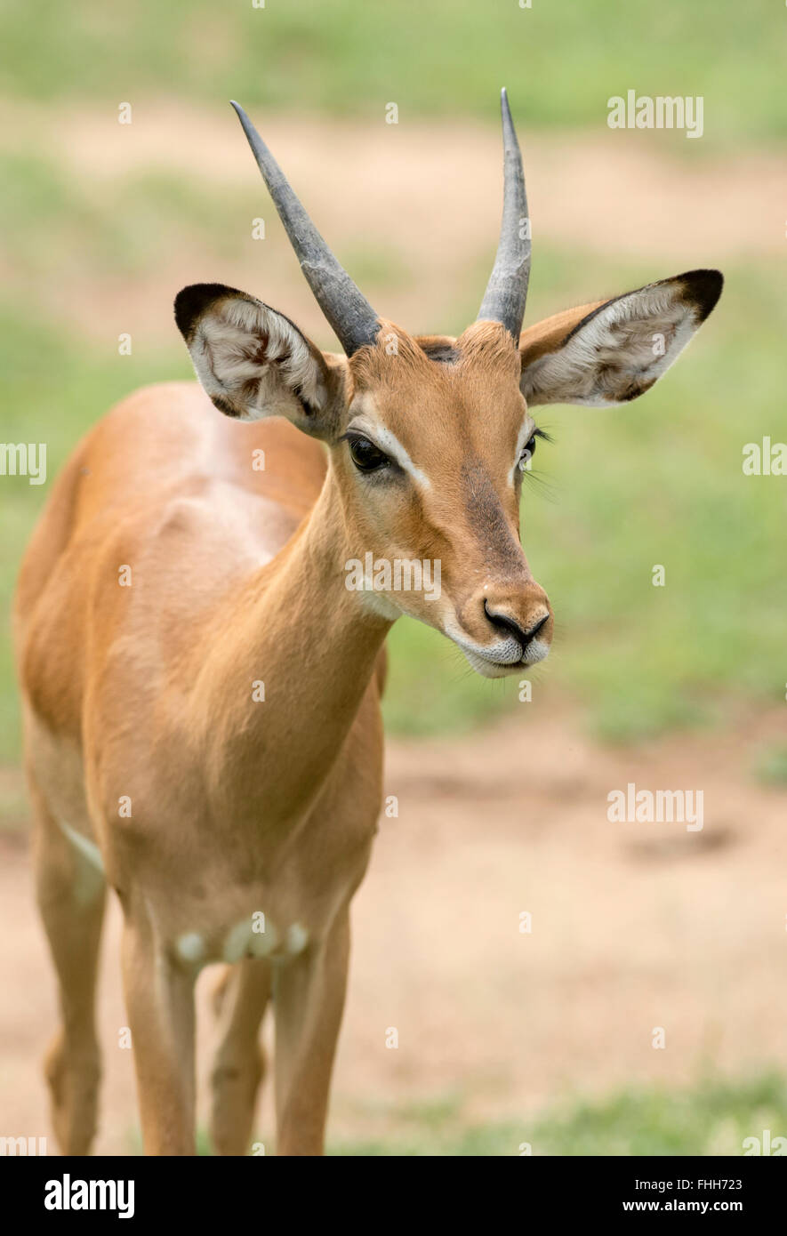Jeune mâle Impala (Aepyceros melampus). Banque D'Images