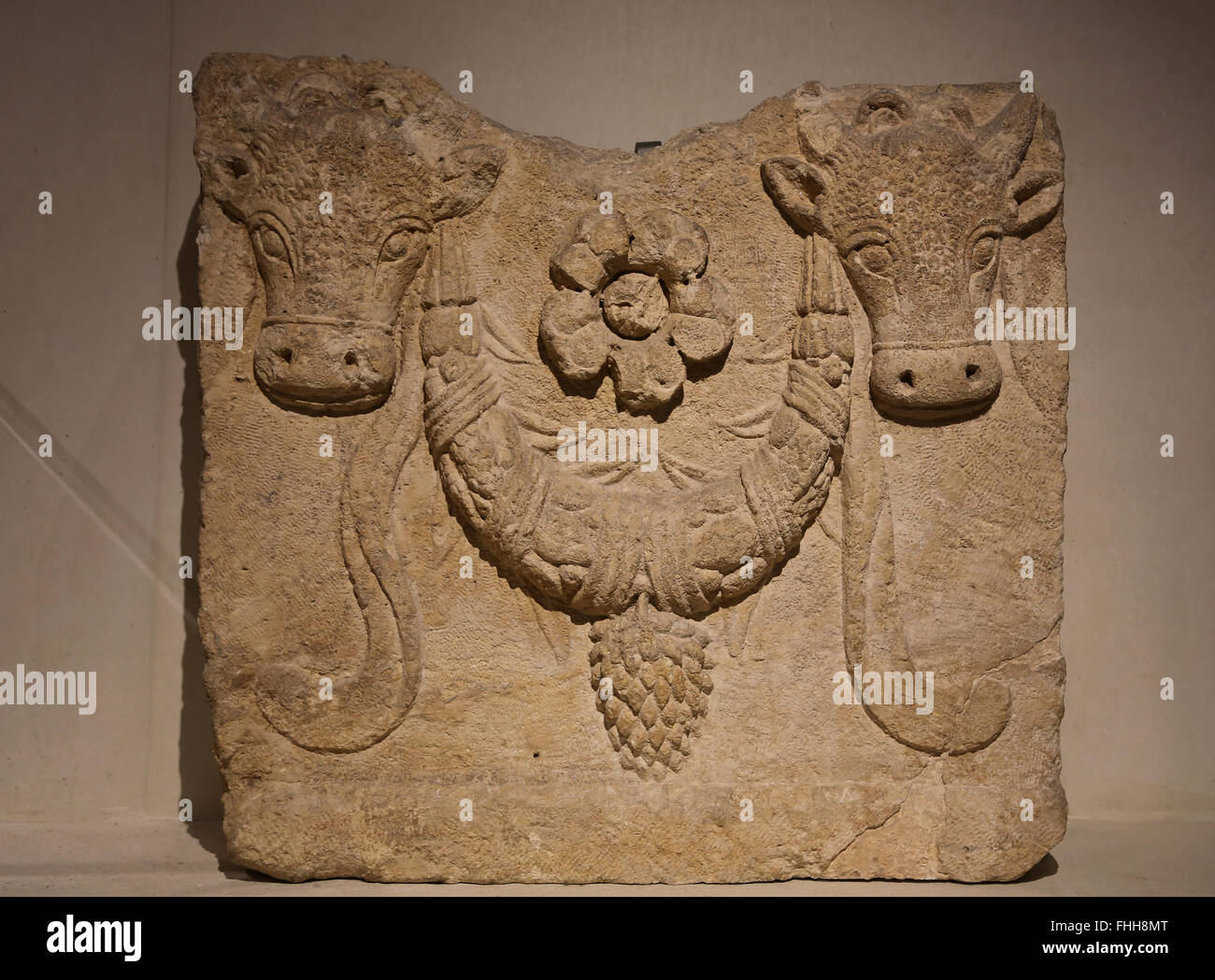 Époque Romaine. Fragment de sarcophage . Bucranium. Ox-crânes décorés de guirlandes et florwers Sarepta, au Liban. 2tn-3ème siècle ap. Banque D'Images