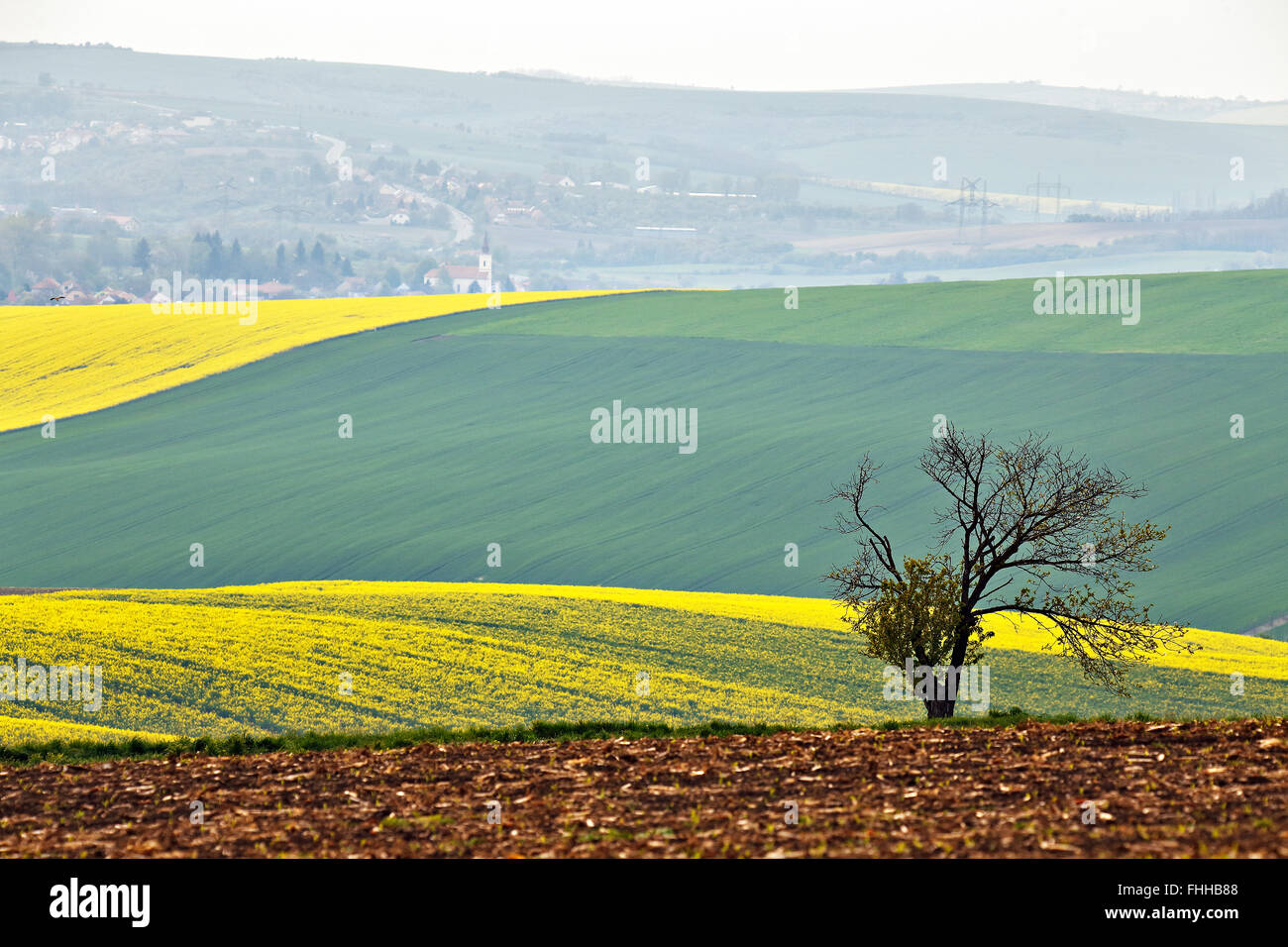 Arbre isolé dans les collines. Champs printemps vert et jaune de la Moravie. Banque D'Images