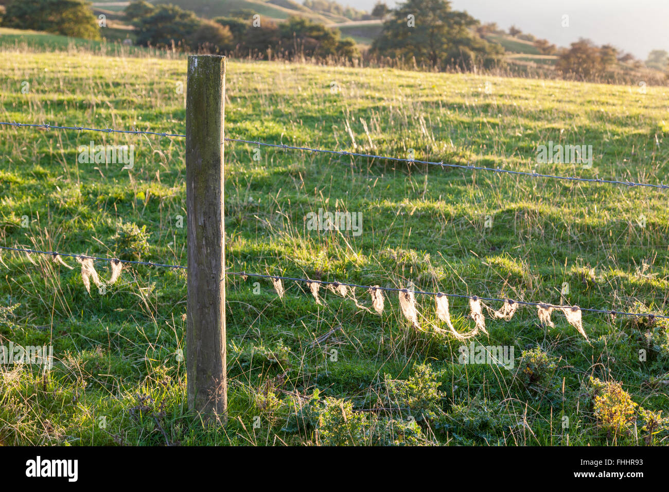 Les fibres de laine de mouton accroché à une clôture en fil barbelé, Derbyshire, Angleterre, RU Banque D'Images