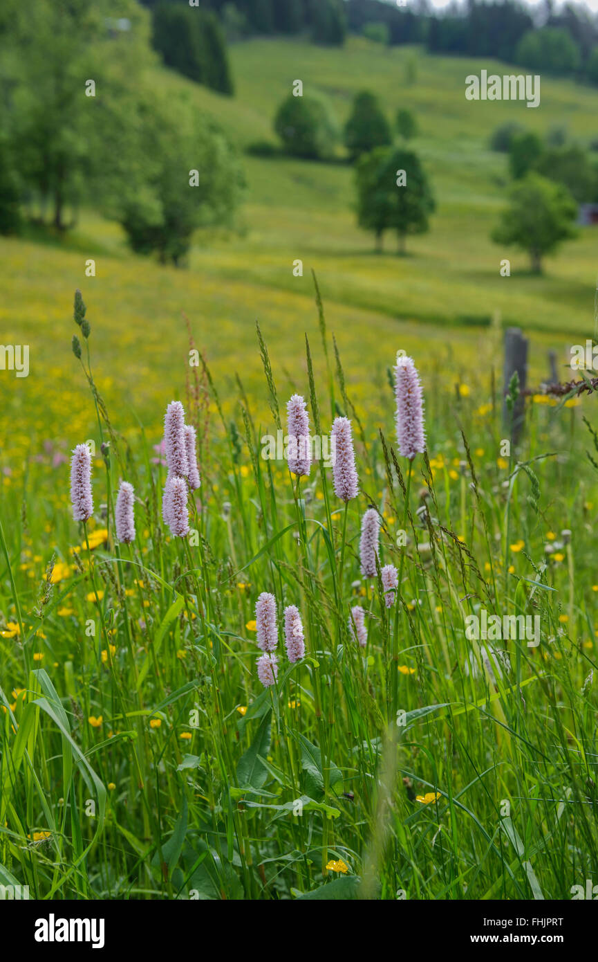 Flower meadow. Alpes de Kitzbühel Kitzbühel. L'Autriche. L'Europe Banque D'Images