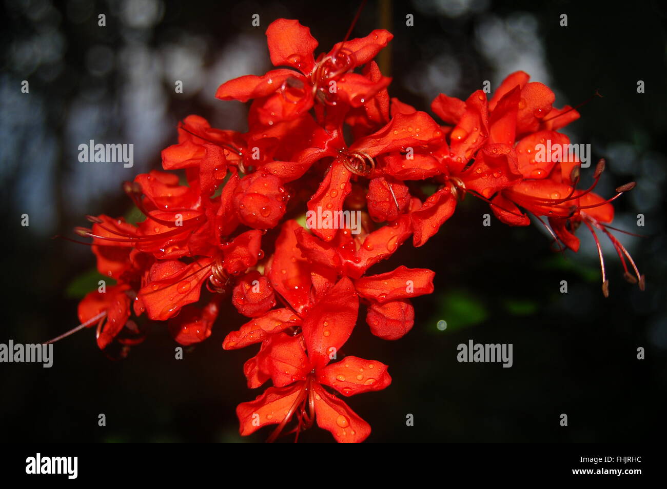 De superbes fleurs d'été rouge Banque D'Images