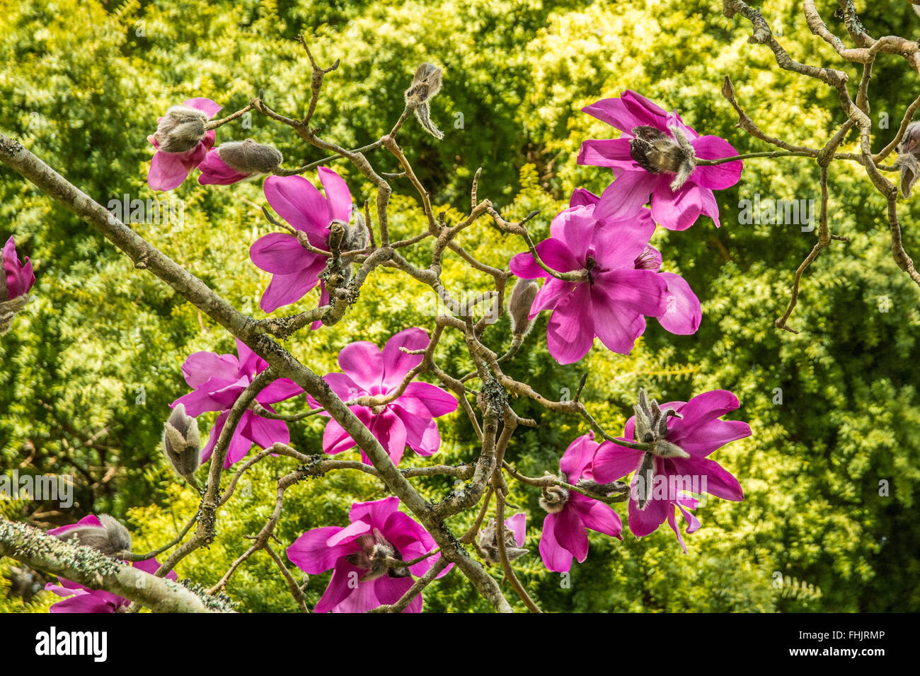 Cornwall, UK, de Caerhays. 25 février 2016. Météo britannique. Soleil du printemps glorieux Jardins et château de Caerhays à, et de faire ressortir le meilleur de la fleur de Magnolia. Les jardins ont été annoncé comme le gagnant du jardin de l'année 2016 décerné par l'Association des maisons historiques. Crédit : Simon Maycock/Alamy Live News Banque D'Images