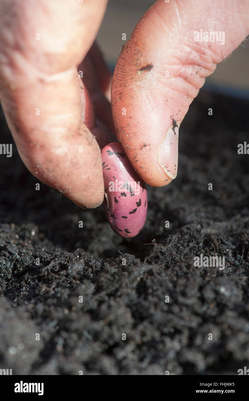 La plantation d'une main les jardiniers runner bean seed en compost Banque D'Images