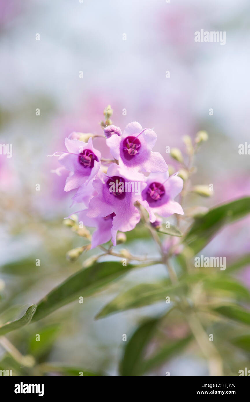 Prostanthera ovalifolia. La menthe à feuilles ovales en fleur bush Banque D'Images