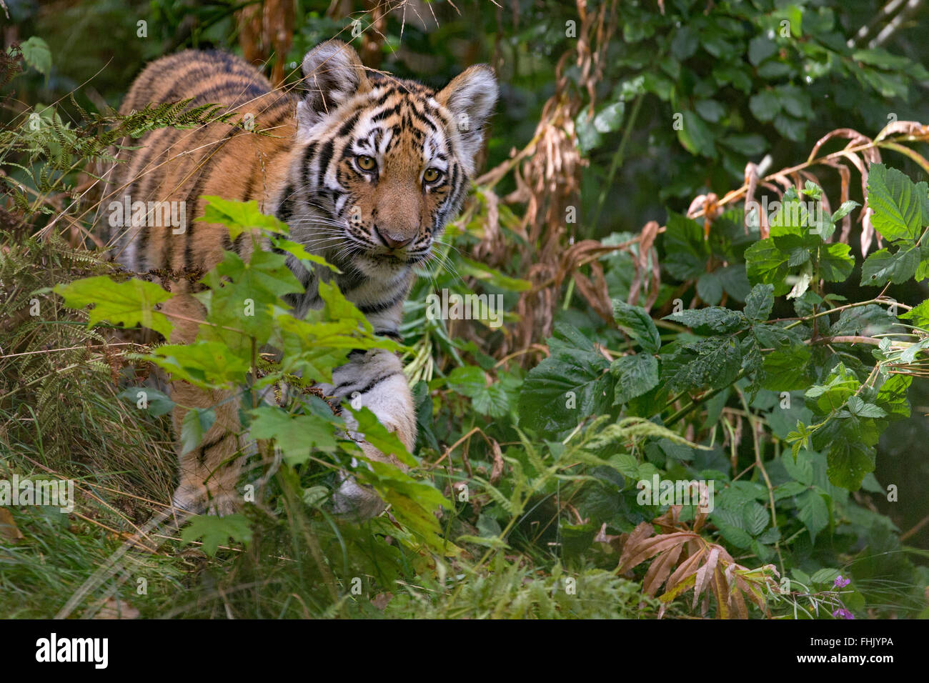 Amur Tiger Cub, âgé de 4 mois Banque D'Images