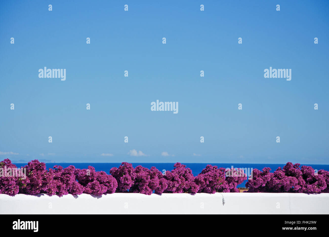 Mallorca, Majorque, Îles Baléares, Espagne, Europe : Bougainvillea sur un mur blanc de l'île, un paysage méditerranéen typique Banque D'Images