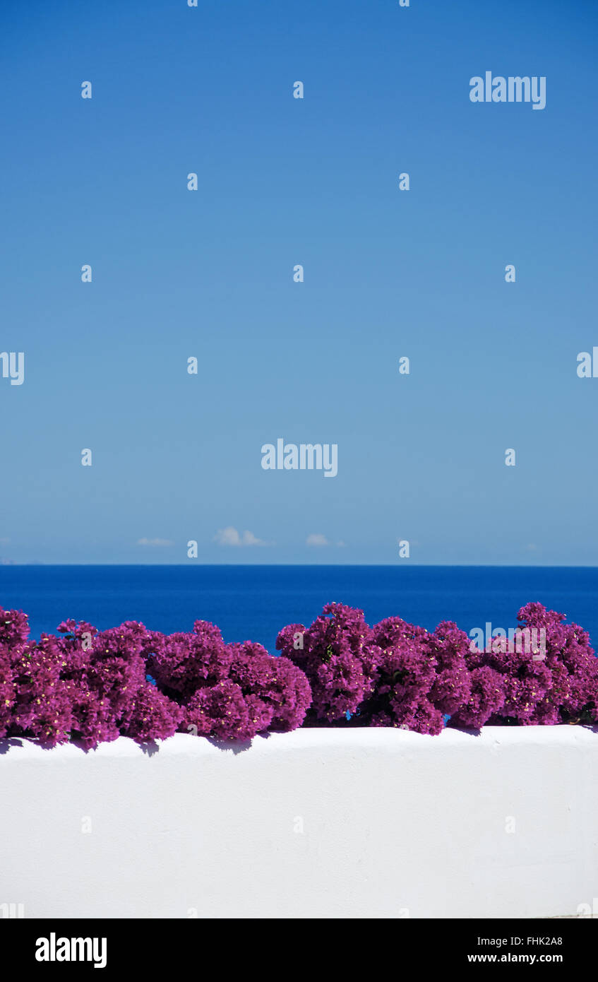 Mallorca, Majorque, Îles Baléares, Espagne, Europe : Bougainvillea sur un mur blanc de l'île, un paysage méditerranéen typique Banque D'Images