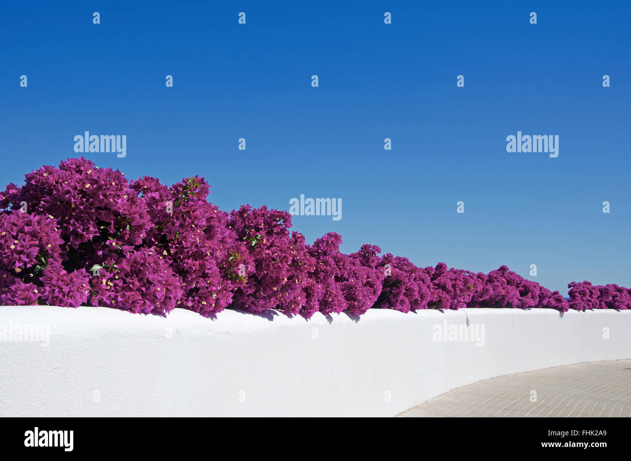 Mallorca, Majorque, Îles Baléares, Espagne, Europe : Bougainvillea sur un mur blanc de l'île, un paysage méditerranéen typique Banque D'Images