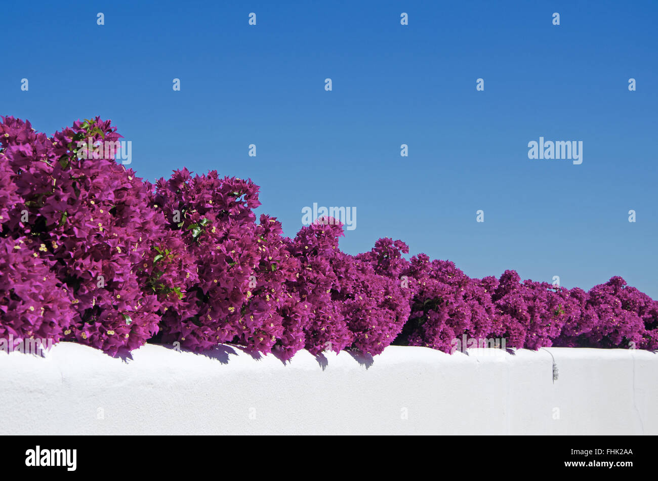 Mallorca, Majorque, Îles Baléares, Espagne, Europe : Bougainvillea sur un mur blanc de l'île, un paysage méditerranéen typique Banque D'Images