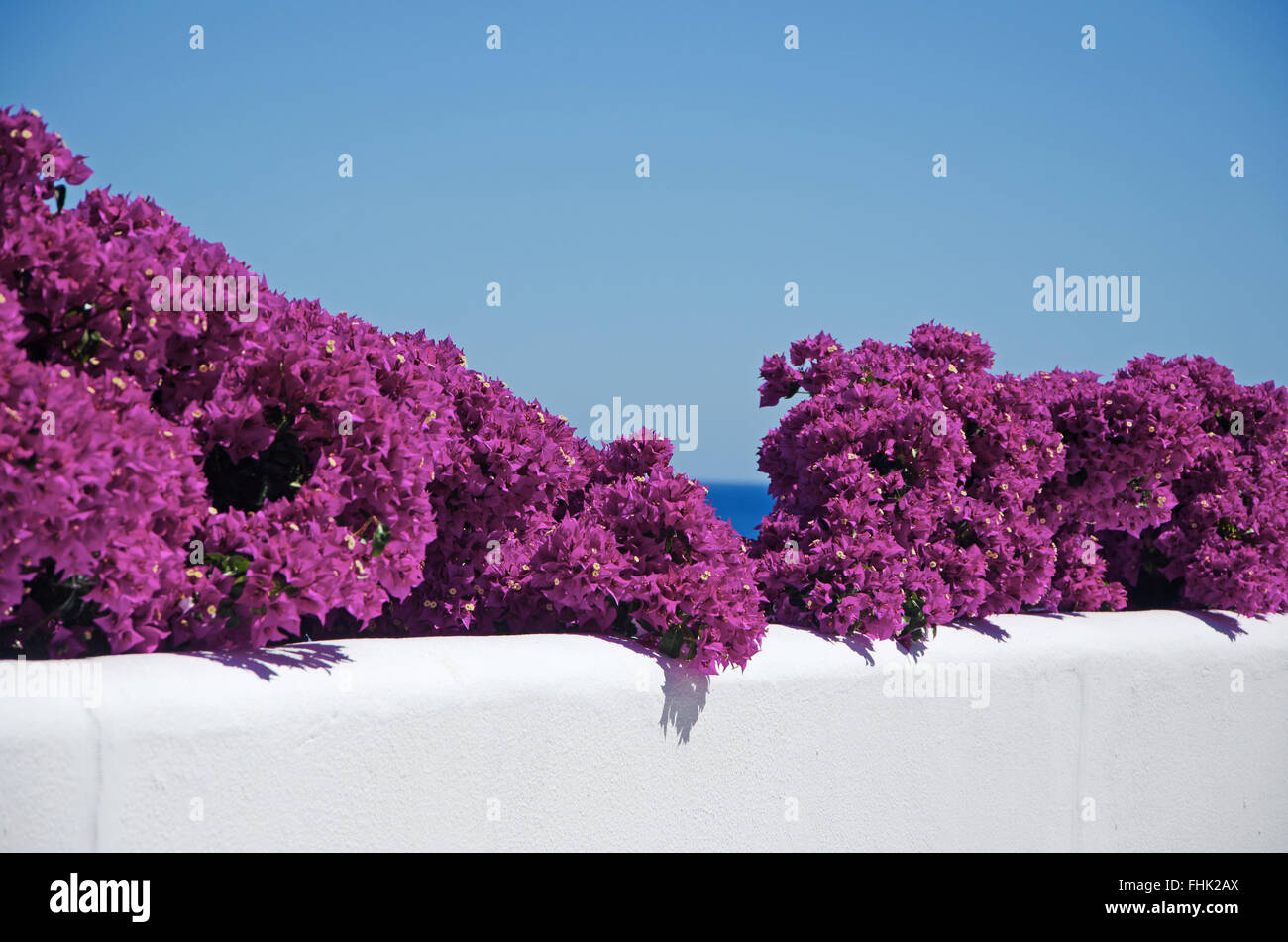 Mallorca, Majorque, Îles Baléares, Espagne, Europe : Bougainvillea sur un mur blanc de l'île, un paysage méditerranéen typique Banque D'Images