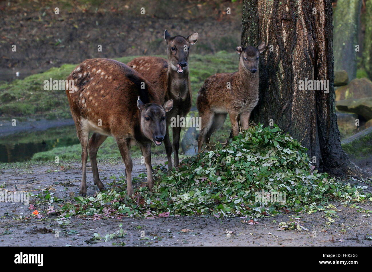 De la famille des Philippines ou Visayan spotted deer (Cervus alfredi, Rusa alfredi) ; moins de bois de cerf, biche et jeune faon Banque D'Images