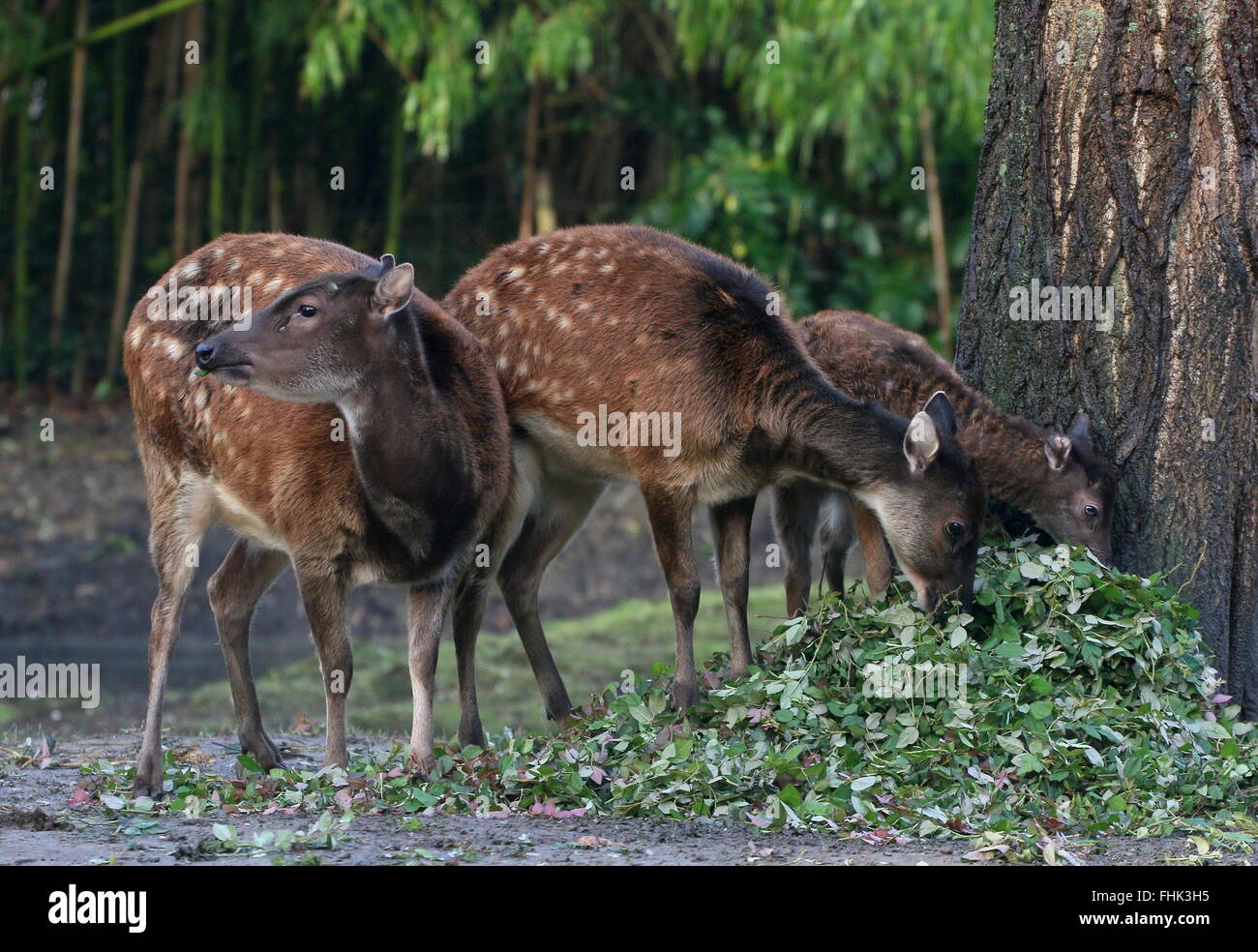 De la famille des Philippines ou Visayan spotted deer (Cervus alfredi, Rusa alfredi) ; moins de bois de cerf, biche et faon, jeune homme à l'avant Banque D'Images